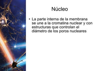 Núcleo La parte interna de la membrana se une a la cromatina nuclear y con estructuras que controlan el diámetro de los poros nucleares 