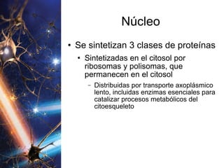 Núcleo Se sintetizan 3 clases de proteínas Sintetizadas en el citosol por ribosomas y polisomas, que permanecen en el citosol Distribuidas por transporte axoplásmico lento, incluidas enzimas esenciales para catalizar procesos metabólicos del citoesqueleto 