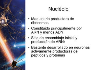Nucléolo Maquinaria productora de ribosomas Constituido principalmente por ARN y menos ADN Sitio de ensamblaje inicial y producción de ARNr Bastante desarrollado en neuronas activamente productoras de péptidos y proteínas 