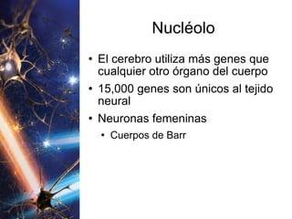 Nucléolo El cerebro utiliza más genes que cualquier otro órgano del cuerpo 15,000 genes son únicos al tejido neural Neuronas femeninas Cuerpos de Barr  
