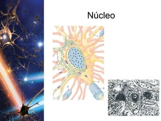 Núcleo 