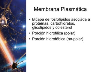 Membrana Plasmática Bicapa de fosfolípidos asociada a proteínas, carbohidratos, glicolípidos y colesterol Porción hidrofílica (polar) Porción hidrofóbica (no-polar) 