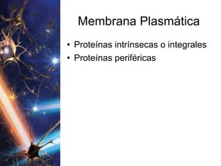 Membrana Plasmática Proteínas intrínsecas o integrales Proteínas periféricas 