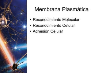 Membrana Plasmática Reconocimiento Molecular Reconocimiento Celular Adhesión Celular 