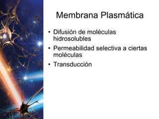 Membrana Plasmática Difusión de moléculas hidrosolubles Permeabilidad selectiva a ciertas moléculas Transducción 