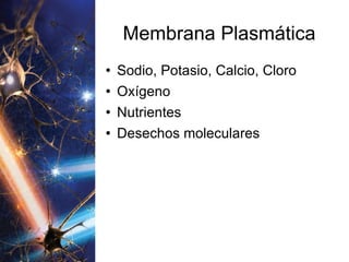 Membrana Plasmática Sodio, Potasio, Calcio, Cloro Oxígeno Nutrientes Desechos moleculares 