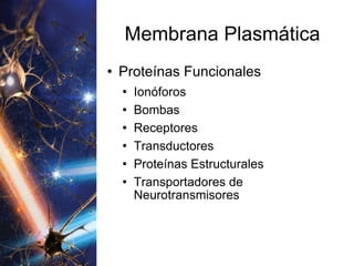 Membrana Plasmática Proteínas Funcionales Ionóforos Bombas Receptores Transductores Proteínas Estructurales Transportadores de Neurotransmisores 