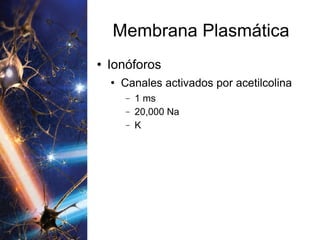 Membrana Plasmática Ionóforos Canales activados por acetilcolina 1 ms 20,000 Na K 
