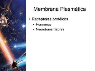 Membrana Plasmática Receptores protéicos Hormonas Neurotransmisores 