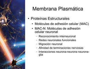 Membrana Plasmática Proteínas Estructurales Moléculas de adhesión celular (MAC) MAC-N: Moléculas de adhesión celular neuronal Reconocimiento interneuronal Redes neuronales funcionales Migración neuronal Afinidad de terminaciones nerviosas Interacciones neurona-neurona neurona-glia 