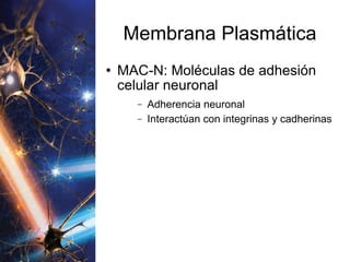 Membrana Plasmática MAC-N: Moléculas de adhesión celular neuronal Adherencia neuronal Interactúan con integrinas y cadherinas 