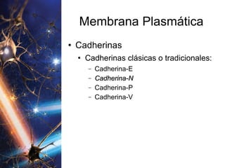 Membrana Plasmática Cadherinas Cadherinas clásicas o tradicionales:  Cadherina-E  Cadherina-N Cadherina-P Cadherina-V 
