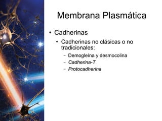 Membrana Plasmática Cadherinas Cadherinas no clásicas o no tradicionales:  Demogleína y desmocolina Cadherina-T Protocadherina 