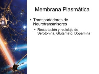 Membrana Plasmática Transportadores de Neurotransmisores Recaptación y reciclaje de Serotonina, Glutamato, Dopamina 