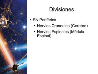 Divisiones SN Periférico Nervios Craneales (Cerebro) Nervios Espinales (Médula Espinal) 