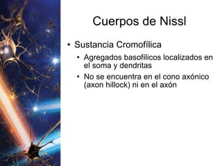 Cuerpos de Nissl Sustancia Cromofílica Agregados basofílicos localizados en el soma y dendritas No se encuentra en el cono axónico (axon hillock) ni en el axón 