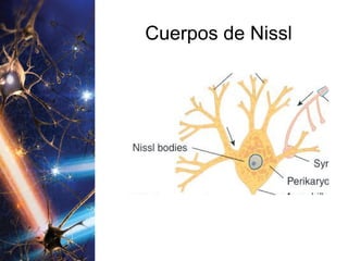 Cuerpos de Nissl 