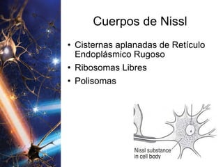 Cuerpos de Nissl Cisternas aplanadas de Retículo Endoplásmico Rugoso Ribosomas Libres Polisomas 