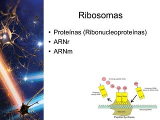 Ribosomas Proteínas (Ribonucleoproteínas) ARNr ARNm 