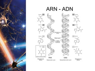 ARN - ADN 