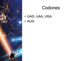 Codones UAG, UAA, UGA AUG 