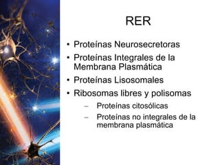 RER Proteínas Neurosecretoras Proteínas Integrales de la Membrana Plasmática Proteínas Lisosomales Ribosomas libres y polisomas Proteínas citosólicas Proteínas no integrales de la membrana plasmática 