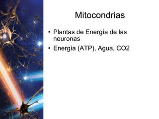 Mitocondrias Plantas de Energía de las neuronas Energía (ATP), Agua, CO2 