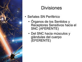 Divisiones Señales SN Periférico Órganos de los Sentidos y Receptores Sensitivos hacia el SNC (AFERENTE) Del SNC hacia músculos y glándulas del cuerpo (EFERENTE) 