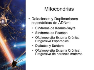 Mitocondrias Deleciones y Duplicaciones esporádicas de ADNmt Síndrome de Kearns-Sayre Síndrome de Pearson Oftalmoplejía Externa Crónica Progresiva Esporádica Diabetes y Sordera Oftalmoplejía Externa Crónica Progresiva de herencia materna 