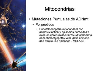 Mitocondrias Mutaciones Puntuales de ADNmt Polipéptidos Encefalomiopatía mitocondrial con acidosis láctica y episodios parecidos a eventos cerebrovasculares ( Mitochondrial encephalomyopathy with lactic acidosis and stroke-like episodes - MELAS ) 