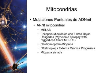 Mitocondrias Mutaciones Puntuales de ADNmt ARNt mitocondrial MELAS Epilepsia Mioclónica con Fibras Rojas Rasgadas ( Myoclonic epilepsy with ragged-red fibers MERRF )  Cardiomiopatía-Miopatía Oftalmoplejía Externa Crónica Progresiva Miopatía aislada 