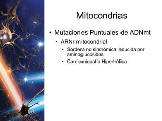 Mitocondrias Mutaciones Puntuales de ADNmt ARNr mitocondrial Sordera no sindrómica inducida por aminoglucósidos Cardiomiopatía Hipertrófica 