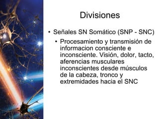 Divisiones Señales SN Somático (SNP - SNC) Procesamiento y transmisión de informacion consciente e inconsciente. Visión, dolor, tacto, aferencias musculares inconscientes desde músculos de la cabeza, tronco y extremidades hacia el SNC 