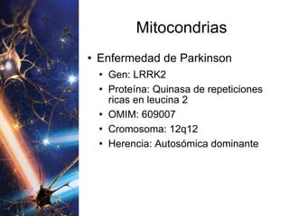 Mitocondrias Enfermedad de Parkinson Gen: LRRK2 Proteína: Quinasa de repeticiones ricas en leucina 2 OMIM: 609007 Cromosoma: 12q12 Herencia: Autosómica dominante 
