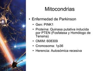 Mitocondrias Enfermedad de Parkinson Gen: PINK1 Proteína: Quinasa putativa inducida por PTEN (Fosfatasa y Homólogo de Tensina) OMIM: 608309 Cromosoma: 1p36 Herencia: Autosómica recesiva 