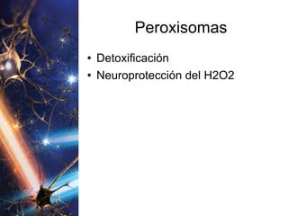 Peroxisomas Detoxificación Neuroprotección del H2O2 