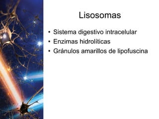 Lisosomas Sistema digestivo intracelular Enzimas hidrolíticas Gránulos amarillos de lipofuscina 