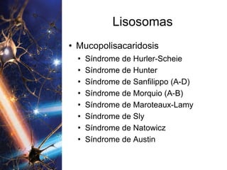 Lisosomas Mucopolisacaridosis Síndrome de Hurler-Scheie Síndrome de Hunter Síndrome de Sanfilippo (A-D) Síndrome de Morquio (A-B) Síndrome de Maroteaux-Lamy Síndrome de Sly Síndrome de Natowicz Síndrome de Austin 