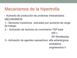 Hiperplasia fisiológica
1. Hiperplasia hormonal: glándula mamaria
2. Hiperplasia compensadora: por lesión o resección parc...
