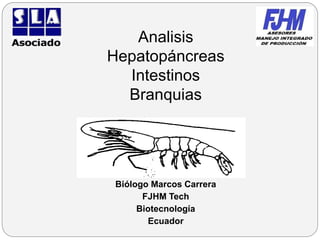 Analisis
Hepatopáncreas
Intestinos
Branquias
Biólogo Marcos Carrera
FJHM Tech
Biotecnología
Ecuador
 