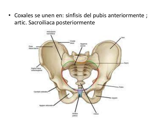 Introducción a la pelvis y periné