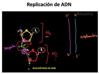 NUCLEÓTIDOS DE ADN
Replicación de ADN
 