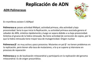 Replicación de ADN
ADN Polimerasas
En mamíferos existen 5 ADNpol
Polimerasa α: posee actividad RNApol, actividad primasa, alta actividad y baja
procesividad. Seria la que inicia la Replicación, su actividad primasa asociada genera el
cebador de ARN, sintetiza rápidamente y luego se separa debido a su baja procesividad.
Sintetiza el grueso de la hebra retrasada. No tiene actividad de corrección de copias, por lo
que la hebra retrasada tiene mayor tasa de mutagenicidad. Origen nuclear
Polimerasa β´: es muy activa y poco procesiva. Mutantes en pol β´ no tienen problemas en
la replicación, pero tienen alta tasa de mutaciones, x lo q se supone q interviene en
procesos de reparación
Polimerasa γ: es de localización mitocondrial y participaría en la replicación del genoma
mitocondrial. Es de origen procariótico.
 