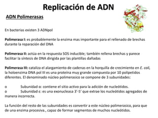 Replicación de ADN
ADN Polimerasas
En bacterias existen 3 ADNpol
Polimerasa I: es probablemente la enzima mas importante para el rellenado de brechas
durante la reparación del DNA
Polimerasa II: actúa en la respuesta SOS inducible; también rellena brechas y parece
facilitar la síntesis de DNA dirigida por las plantillas dañadas
Polimerasa III: cataliza el alargamiento de cadenas en la horquilla de crecimiento en E. coli,
la holoenzima DNA pol III es una proteína muy grande compuesta por 10 polipetidos
diferentes. El denominado núcleo polimerasico se compone de 3 subunidades:
o Subunidad α: contiene el sitio activo para la adición de nucleótidos.
o Subunidad ε: es una exonucleasa 3’-5’ que extrae los nucleótidos agregados de
manera incorrecta.
La función del resto de las subunidades es convertir a este núcleo polimerasico, para que
de una enzima procesiva., capaz de formar segmentos de muchos nucleótidos.
 