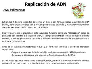Replicación de ADN
ADN Polimerasas
Subunidad β: tiene la capacidad de formar un dimero con forma de rosca alrededor del DNA
duplex, para luego asociarse con el núcleo polimerasico catalítico y mantenerlo en posición
cerca del extremo 3’ de la cadena en crecimiento.
Una vez que se dio la asociación, esta subunidad funciona como una “abrazadera” capaz de
deslizarse con libertad a lo largo del DNA, al tiempo que también lo hará el núcleo. De esta
manera, el núcleo permanece cerca de la horquilla de crecimiento y la procesividad de la
enzima se torna máxima.
Cinco de las subunidades restantes ( γ, δ, δ’, χ, ψ) forman el complejo γ, que tiene dos tareas
importantes:
-Cargar la abrazadera del subunidad β, mediante una reacción ATP-dependiente.
-Descargar la abrazadera una vez que se finalizo una cadena de DNA.
La subunidad restante, tiene como principal función, permitir la dimerizacion de dos núcleos
polimerasicos, para poder coordinar la síntesis de la cadena atrasada y adelantada.
 