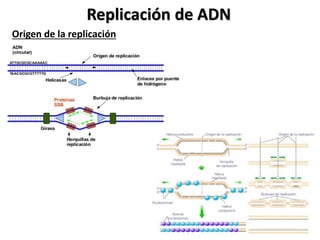 Replicación de ADN
Origen de la replicación
 