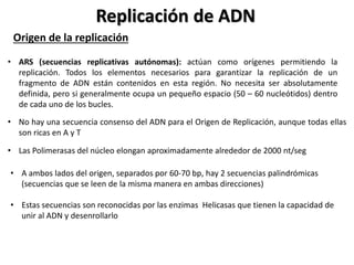 Replicación de ADN
Origen de la replicación
• ARS (secuencias replicativas autónomas): actúan como orígenes permitiendo la
replicación. Todos los elementos necesarios para garantizar la replicación de un
fragmento de ADN están contenidos en esta región. No necesita ser absolutamente
definida, pero si generalmente ocupa un pequeño espacio (50 – 60 nucleótidos) dentro
de cada uno de los bucles.
• No hay una secuencia consenso del ADN para el Origen de Replicación, aunque todas ellas
son ricas en A y T
• Las Polimerasas del núcleo elongan aproximadamente alrededor de 2000 nt/seg
• A ambos lados del origen, separados por 60-70 bp, hay 2 secuencias palindrómicas
(secuencias que se leen de la misma manera en ambas direcciones)
• Estas secuencias son reconocidas por las enzimas Helicasas que tienen la capacidad de
unir al ADN y desenrollarlo
 