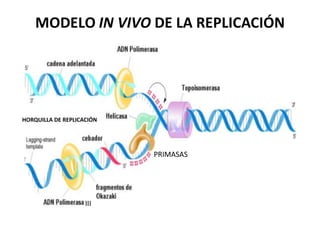 HORQUILLA DE REPLICACIÓN
III
PRIMASAS
 