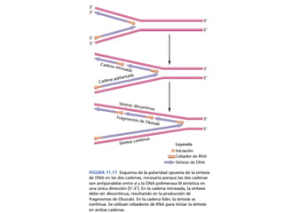 Introducción a la replicación en el ADN.