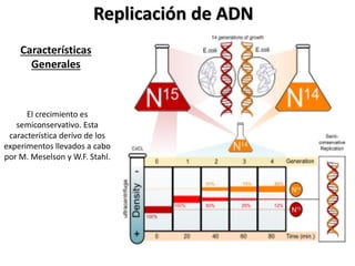 Replicación de ADN
Características
Generales
El crecimiento es
semiconservativo. Esta
característica derivo de los
experimentos llevados a cabo
por M. Meselson y W.F. Stahl.
 